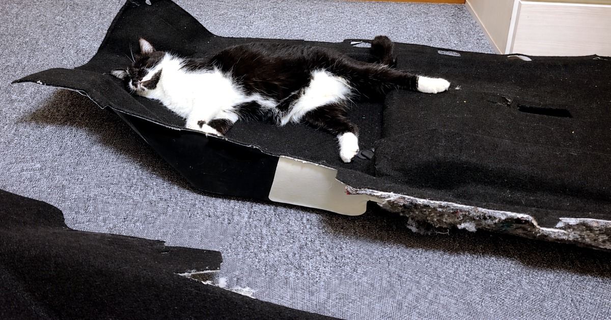内装カーペットの上でくつろぐ猫（静音化作業中の一コマ）